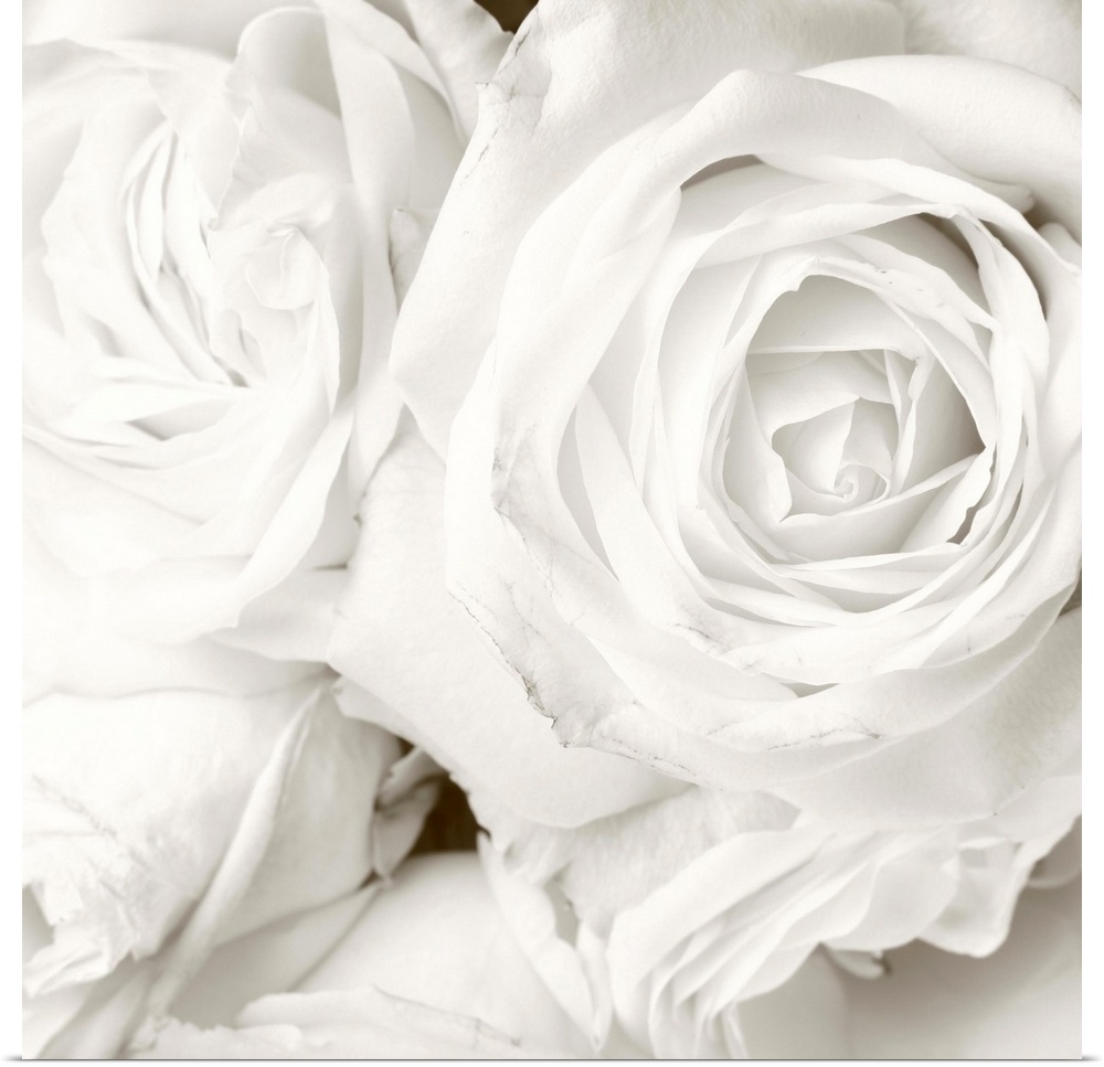 White roses in close up - romantic background.
