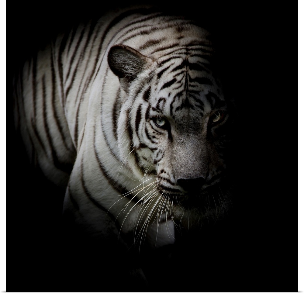White tiger isolated on black background.