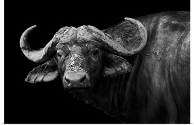 Wild African Buffalo In Black And White