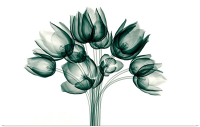 X-Ray Green Tulip Bouquet