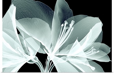 X-Ray Image Of A Flower Isolated On Black, The Amaryllis