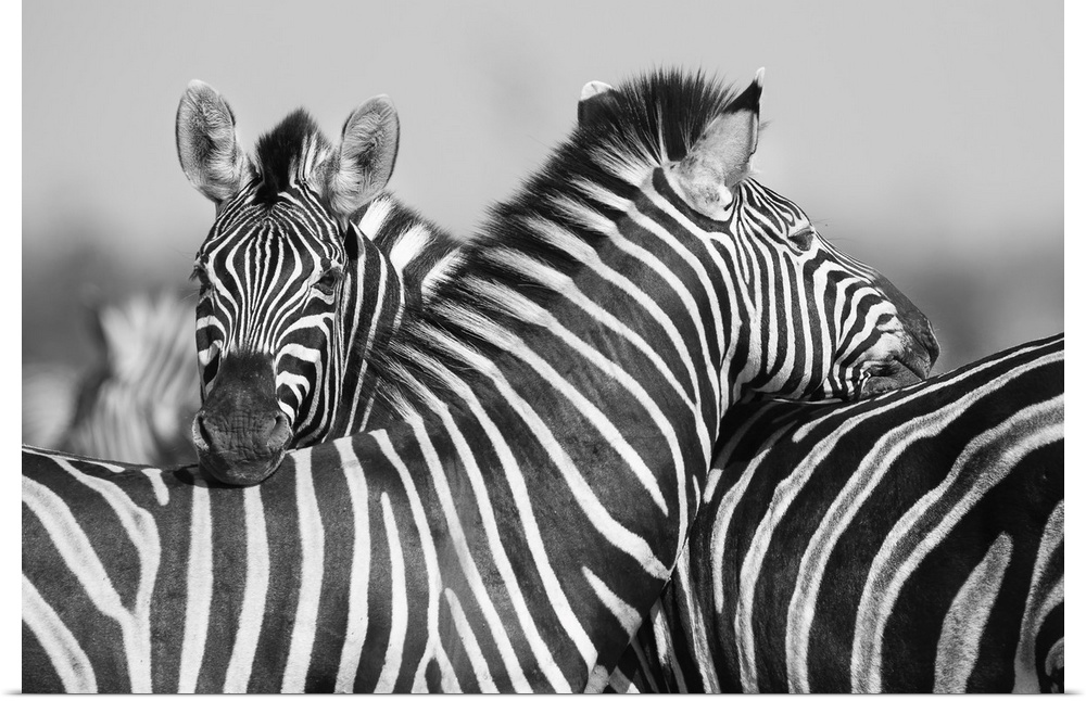 Zebra herd in a black and white photo with heads together.