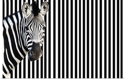 Zebra On Striped Background