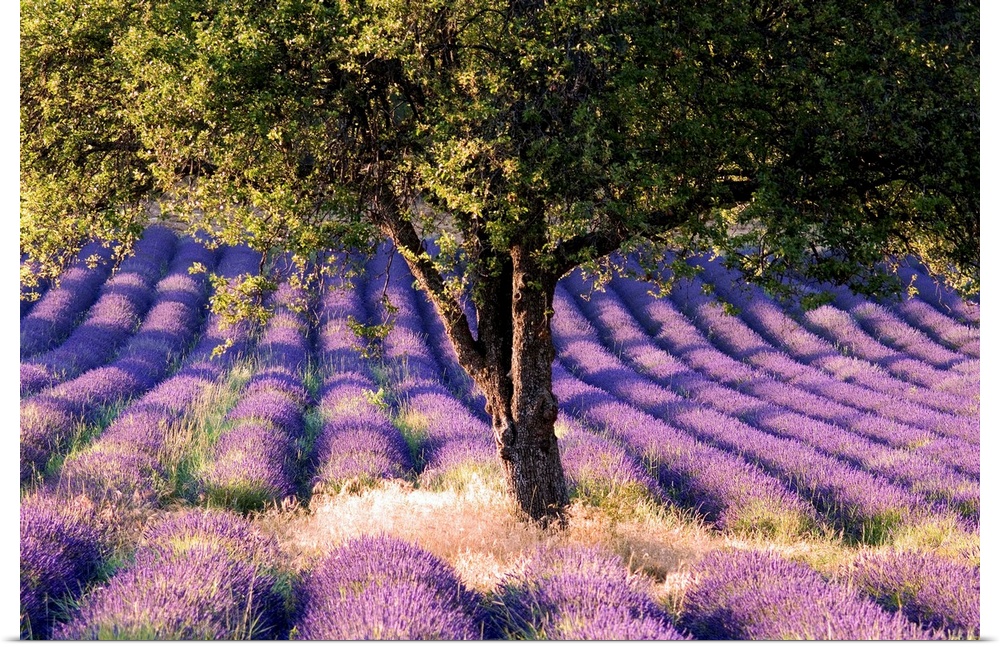 France, Provence-Alpes-C..te d'Azur, Lavender field