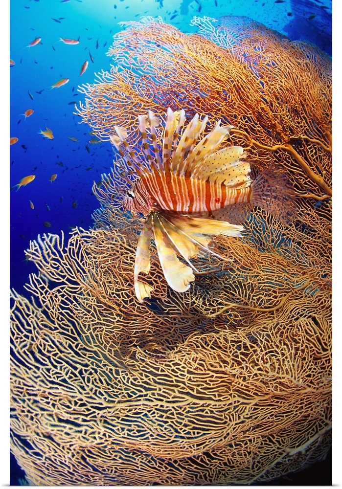 Africa, Egypt, Red Sea, Lionfish and gorgonia