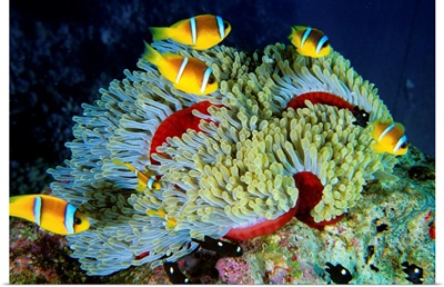 Africa, Egypt, Red Sea, Panorama Reef, clownfish