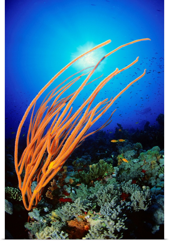 Africa, Egypt, Red Sea, Whip coral