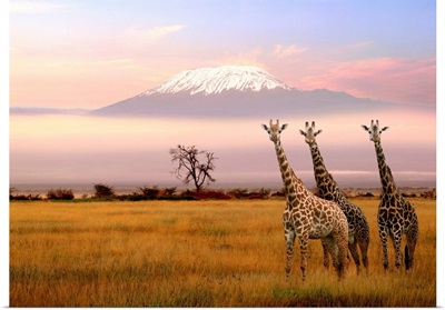 Africa, Kenya, Nairobi Area, Amboseli National Park, Kilimanjaro and giraffes