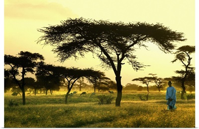 Africa, Senegal, Landscape near Dagana town