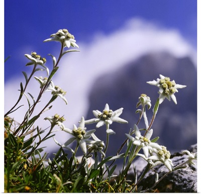 Alpine flower, leontopodium, Alpine flower, leontopodium, stella alpina