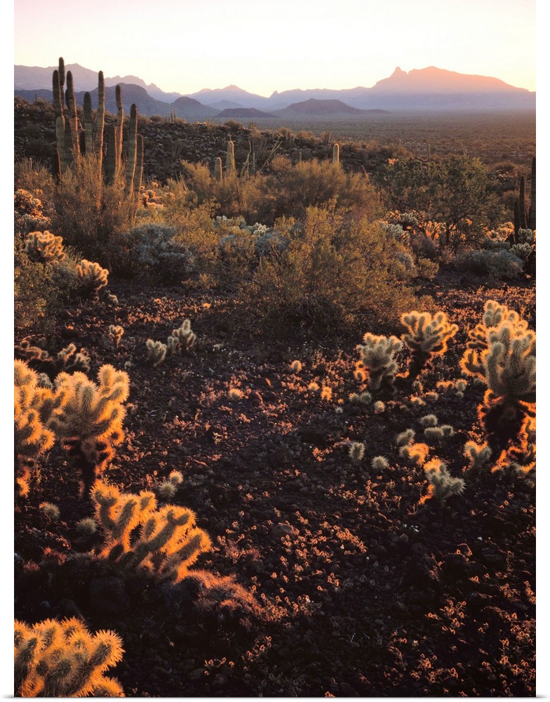 United States, USA, Arizona, Organ Pipe Cactus National Monument, Sonoran Desert, American Southwest, Morning light on the...