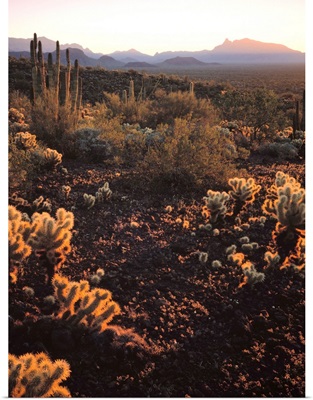 Arizona, Organ Pipe Cactus National Monument, Sonoran Desert, Morning light