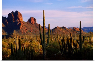 Arizona, Sonoran Desert, Organ Pipe Cactus National Park