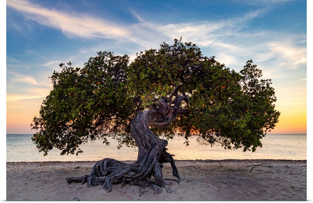 Aruba, Eagle beach scene with Fofoti tree.