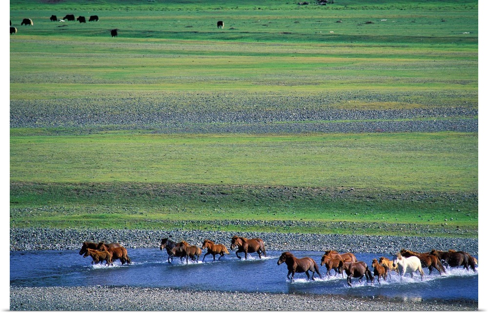 Mongolia, Mongol Uls, South Khangai, Ovorhangay, Orkhon valley, horses