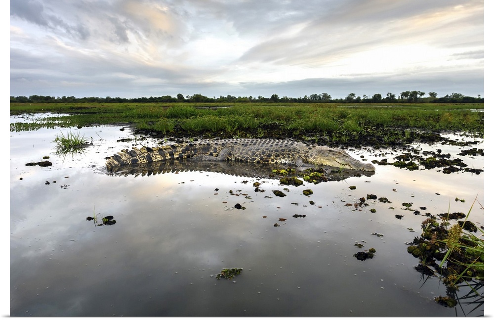 Australia, Northern Territory, Kakadu National Park, Large saltwater crocodile on the Yellow Waters billabong.