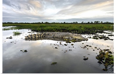 Australia, Kakadu National Park, Large saltwater crocodile on the billabong