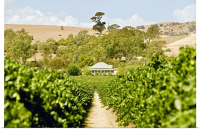 Australia, Lyndoch, House in the middle of the vineyards, Barossa valley