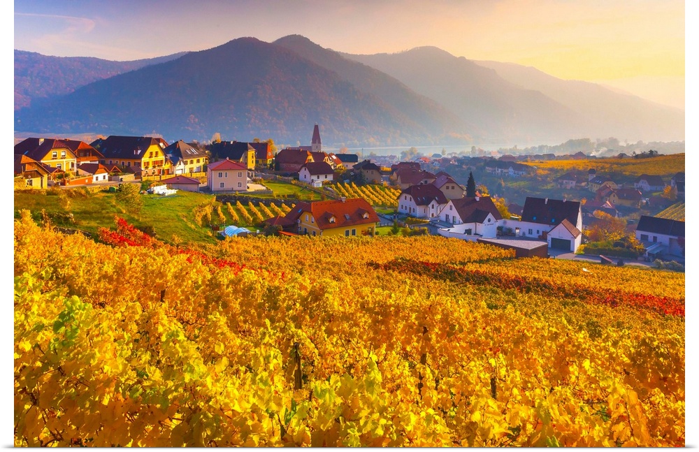 Austria, Lower Austria, Wachau, weibenkirchen in der Wachau, Vineyards in autumn.