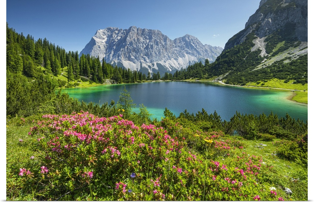 Austria, Tyrol, AuBerfern, Ehrwald, Zugspitze Mountain, Austrian Alps, Blooming alpine roses at Seebensee, Zugspitze Group...
