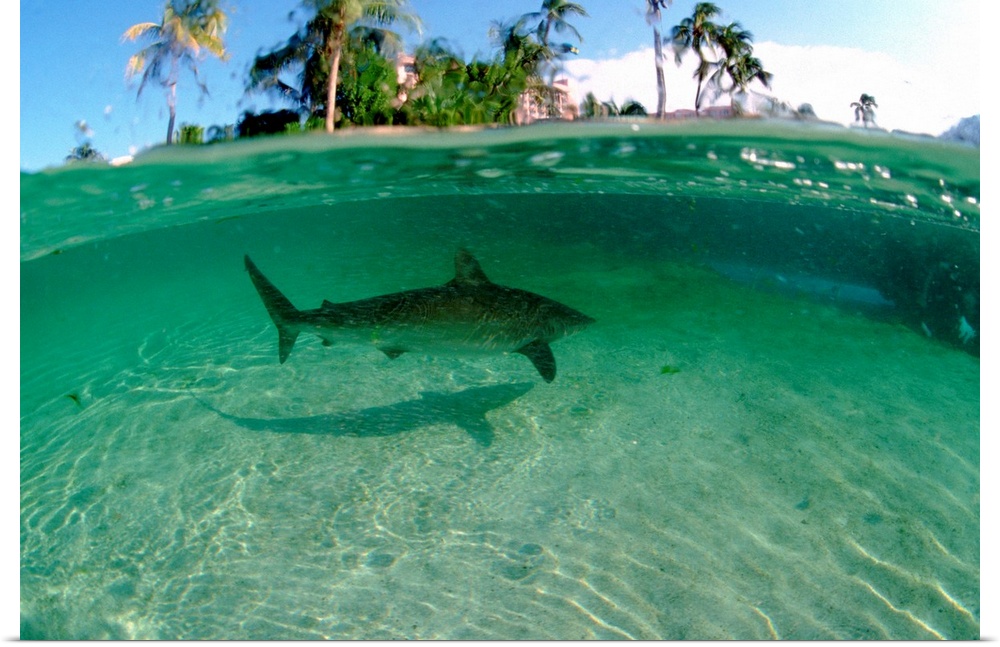 Bahamas, Nassau, Paradise Island, Atlantis Resort, Predators Lagoon