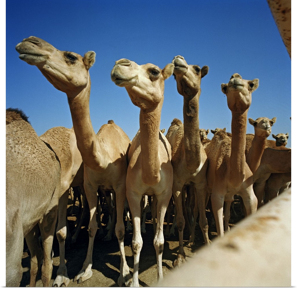 Bahrain, Al-Bahrayn, Middle East, Gulf Countries, Arabian peninsula, Manama, Camel farm for camel race