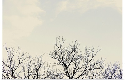 Bare Tree Branches Against Overcast Sky