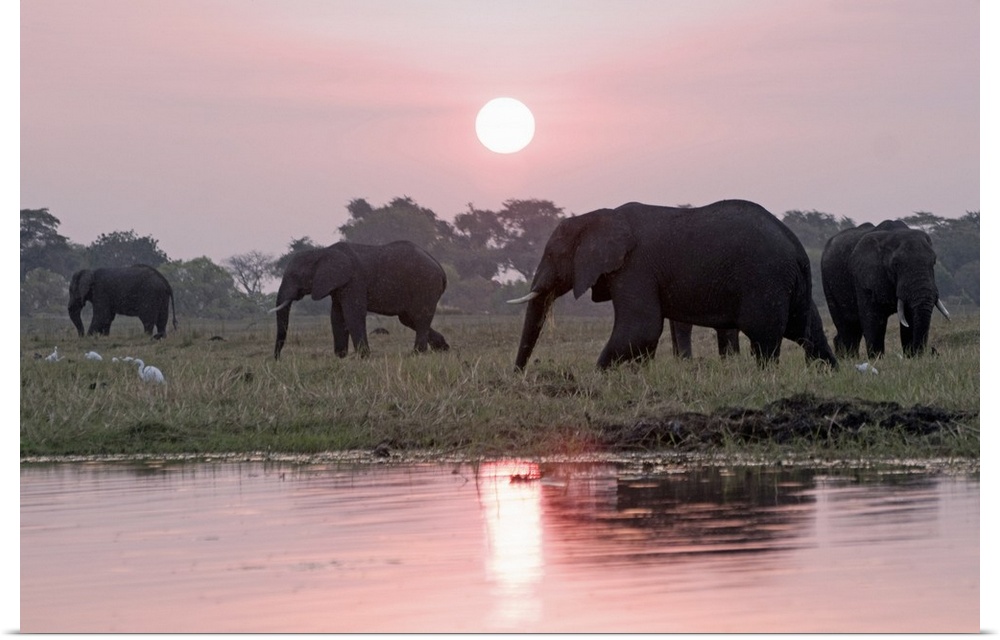 Botswana, North West District, Chobe, Kasane, Chobe National Park, Animal, Elephants at sunset on Chobe Riverfront along t...