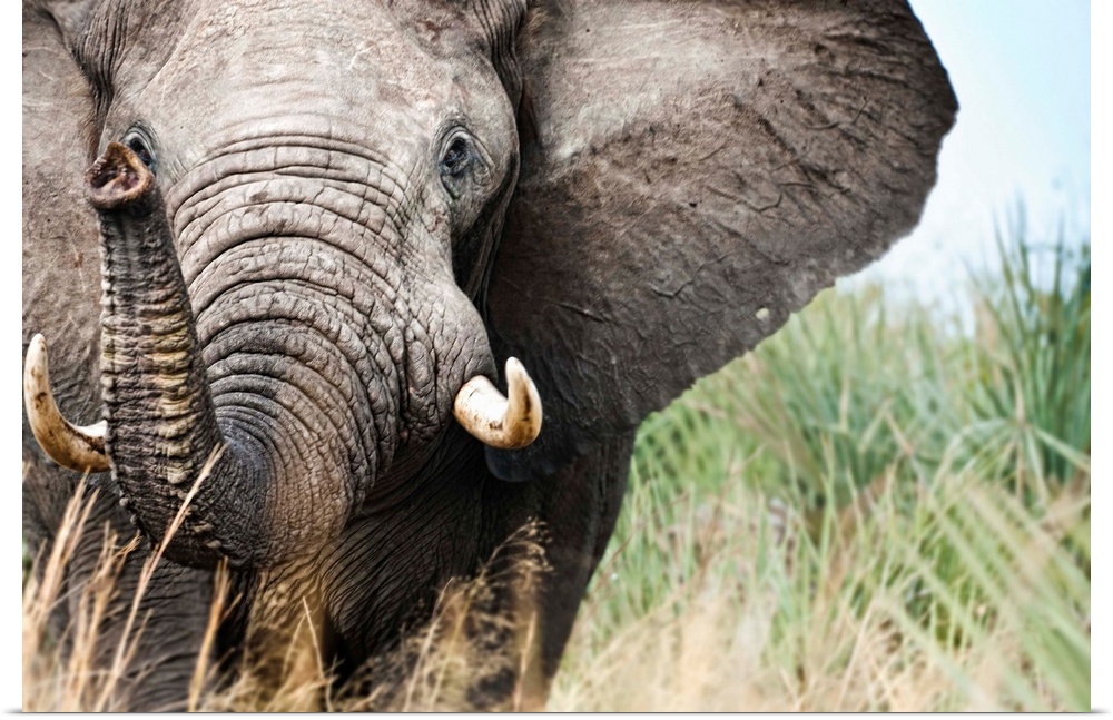 Botswana, Ghanzi District, Kalahari Desert, Bull Elephant Charging.