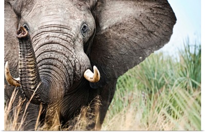 Botswana, Ghanzi District, Kalahari Desert, Bull Elephant Charging