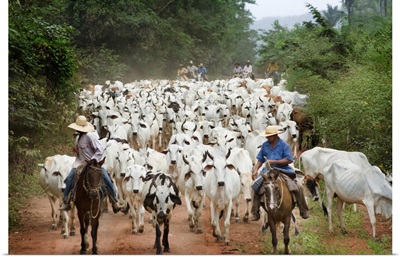 Brazil, Mato Grosso, Pantanal, Cattle