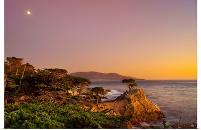 CA, Monterey Peninsula, The silhouette of the famous Lone Cypress Tree