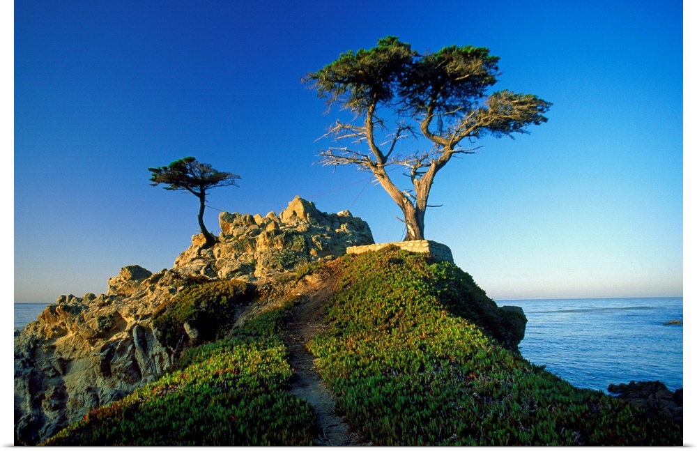 United States, USA, California, Carmel, view of the Lone Cypress
