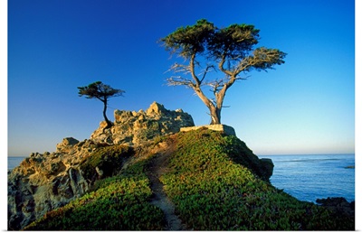 California, Carmel, view of the Lone Cypress