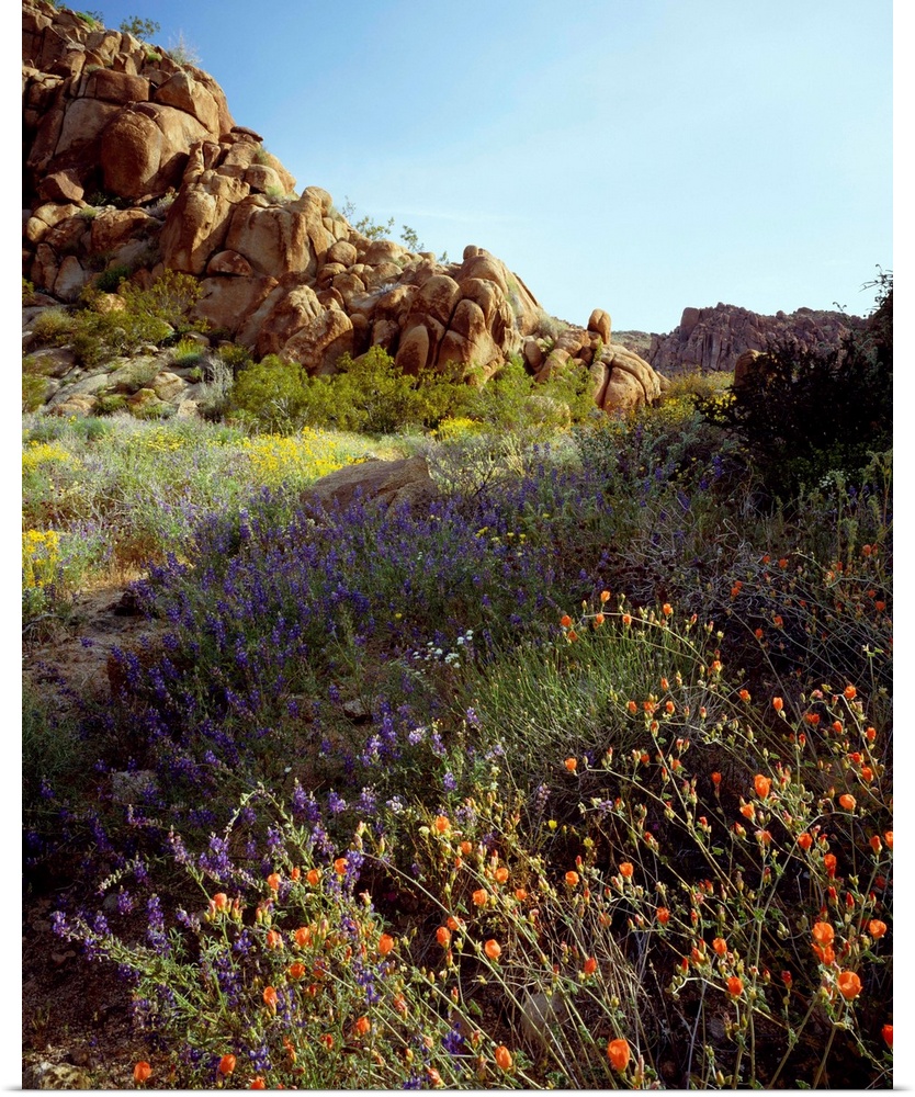 United States, USA, California, Joshua Tree National Park, Mohave Desert, Desert wildflowers