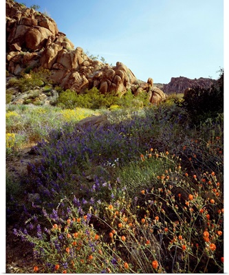 California, Joshua Tree National Park, Mohave Desert, Desert wildflowers