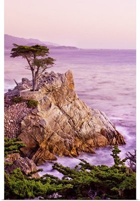 California, Monterey Peninsula, silhouette of the famous Lone Cypress Tree