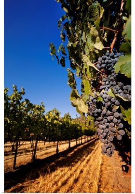 California, Napa Valley, Grapes at Chimney Rock Winery in Yountville