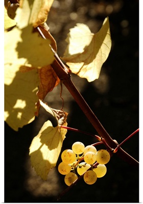 California, Napa Valley, Grapes on the vine