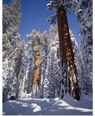 California, Sequoia National Park, General Sherman tree covered in fresh snow