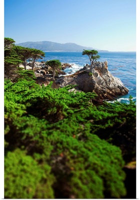 California, silhouette of the famous Lone Cypress Tree on the Big Sur coast