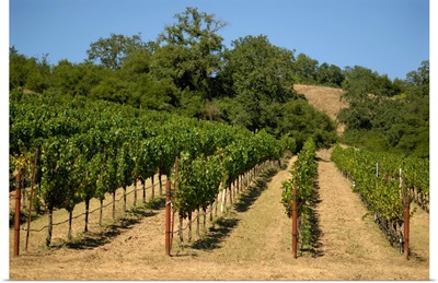 California, Sonoma, Sonoma vineyard