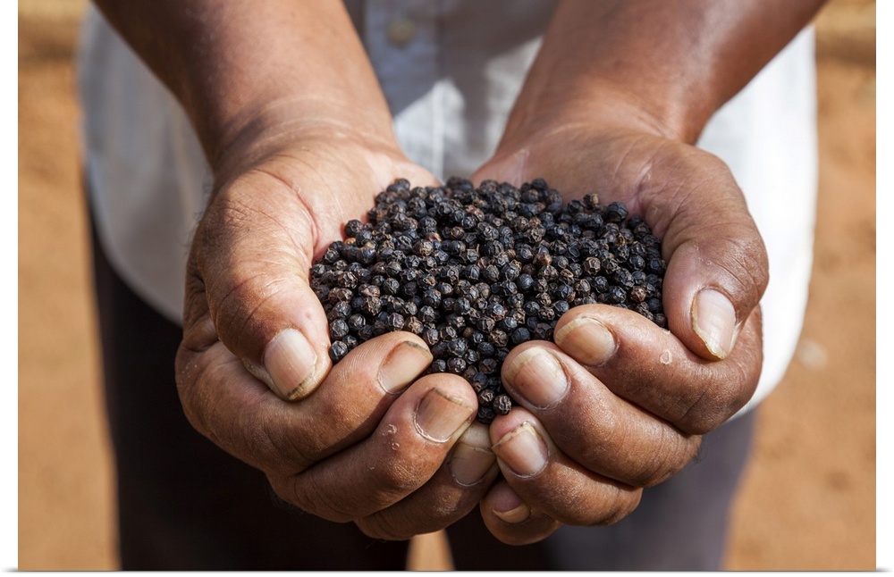 Cambodia, Kampot, Black pepper corns are presented by a worker at a pepper plantation in the highly regarded terroir of Ka...