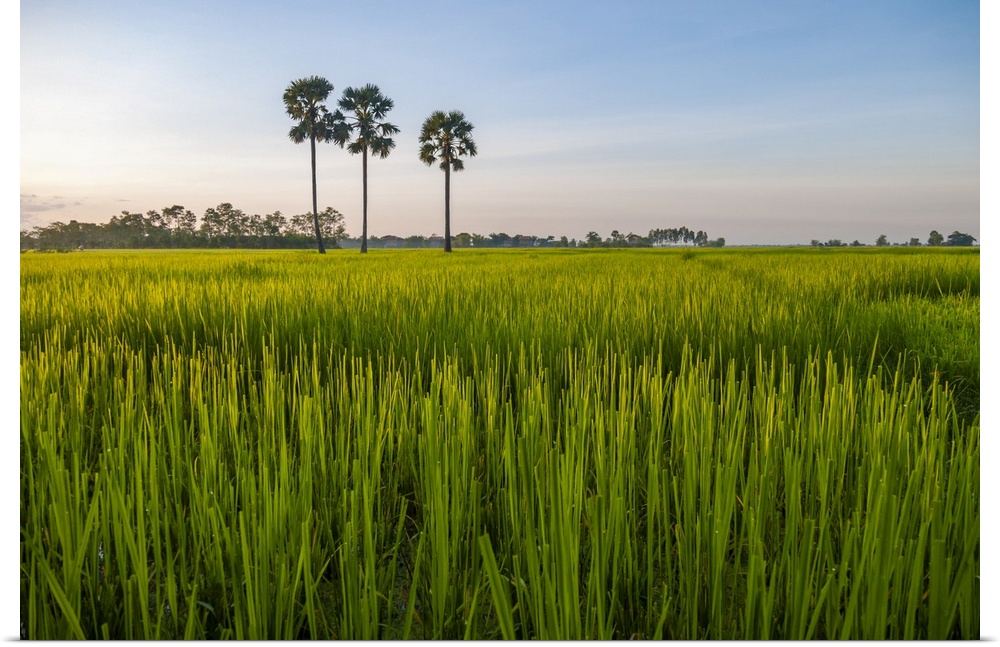 Cambodia, palm trees in a green rice field at sunrise.