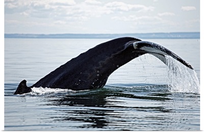 Canada, Quebec, Gaspe Peninsula,  Humpback whale