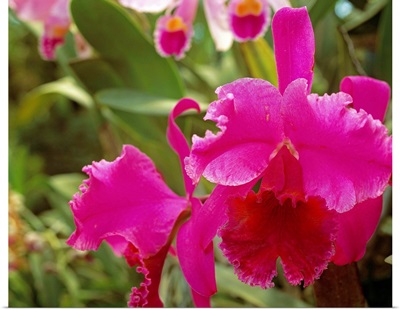 Central America, Costa Rica, Orchid (rothschildiana)