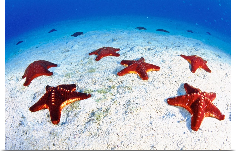 Central America, Costa Rica, Starfishes on sandy bottom