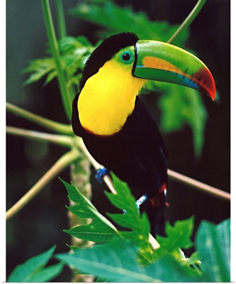 Central America, Costa Rica, Toucan