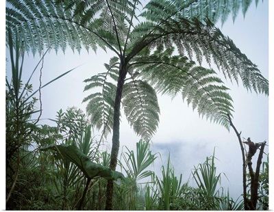 Central America, Costa Rica, Tropics, Giant fern