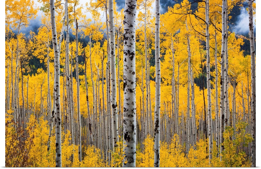 USA, Colorado, Rocky Mountains, Silver birch trees.